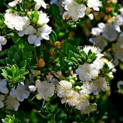 Myrtus Communis Tarentina - Myrte Commun