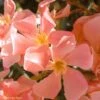 Laurier Rose - Nerium Oleander Saumon -Jardin Soldes Nerium oleander Saumon 83391 1