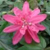 Passiflore Insignis Pink Passion - Fleur De La Passion -Jardin Soldes Passiflore insignis Pink Passion 681331 1
