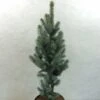 Epicea Bleu - Picea Pungens Iseli Fastigiate -Jardin Soldes Picea pungens Iseli Fastigiate 0711002 1