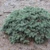 Epicea Bleu - Picea Pungens Waldbrunn 2 Epicea Bleu - Picea Pungens Waldbrunn -Jardin Soldes Picea pungens Waldbrunn 0717002 1