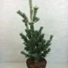 Pinus Parviflora Azumi Goye - Pin Blanc Du Japon 2 Pinus Parviflora Azumi Goye - Pin Blanc Du Japon -Jardin Soldes Pinus parviflora Azumi Goye 736002 1