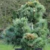 Pinus Parviflora Negishi - Pin Blanc Japonais -Jardin Soldes Pinus parviflora Negishi Pin blanc japonais copyright 8894911 1