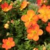 Potentilla Fruticosa Orangissima - Potentille Arbustive -Jardin Soldes Potentilla fruticosa Orang issima copyright 1008121 1