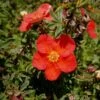Potentille Arbustive Red Lady -Jardin Soldes Potentille arbustive Red Lady 781783 1