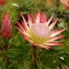 Protea Pink Crown - Protée Hybride 1 Protea Pink Crown - Protée Hybride -Jardin Soldes Protea Pink Crown 83442 1