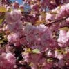 Cerisier à Fleurs Du Japon - Prunus Serrulata Kanzan -Jardin Soldes Prunus serrulata Kanzan ld Drew Avery 9567 1