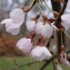 Cerisier à Fleurs Pleureur - Prunus Yedoensis Shidare Yoshino -Jardin Soldes Prunus yedoensis Shidare Yoshino 84239 1