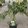 Robinia Pseudoacacia Twisty Baby - Acacia Nain Tortueux. -Jardin Soldes Robinia pseudoacacia Twisty Baby 84293 1