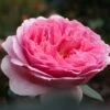 Rosier David Austin Princess Alexandra Of Kent -Jardin Soldes Rosier Anglais Princess Alexandra of Kent 66549 1