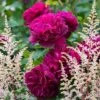 Rosier David Austin Darcey Bussel -Jardin Soldes Rosier David Austin Darcey Bussel 81365 1 1
