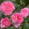 Rosier à Grandes Fleurs La Rose De Molinard -Jardin Soldes Rosier La Rose de Molinard delgrarose 847172 1