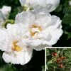 Rosier Savoranova White -Jardin Soldes Rosier SAVORANOVA White 889100 1