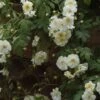 Rosier Liane Sander's White Rambler -Jardin Soldes Rosier Sander s White Rambler 57074 1