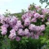 Rosier Liane Blush Rambler - Rose Ancienne -Jardin Soldes Rosier ancien Blush Rambler 81566 1