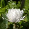 Sanguinaria Canadensis Flore Pleno - Sanguinaire -Jardin Soldes Sanguinaria canadensis florepleno ld weisserstier 8474 1