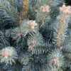 Sapin Subalpin - Abies Lasiocarpa Compacta 1 Sapin Subalpin - Abies Lasiocarpa Compacta -Jardin Soldes Sapin subalpin Abies lasiocarpa Compacta IF 19054 1