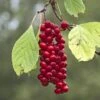 Schisandra Chinensis Sadova N°1 - Baie Aux 5 Saveurs Autofertile -Jardin Soldes Schisandra chinensis Sadova 89688 1