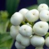 Skimmia Japonica Kew White -Jardin Soldes Skimmia japonica Kew White 87346 1