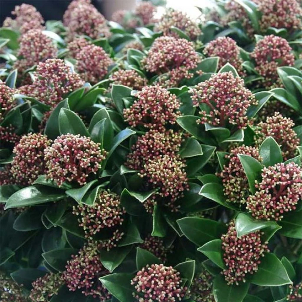 Skimmia Japonica Pink Dwarf 3 Skimmia Japonica Pink Dwarf