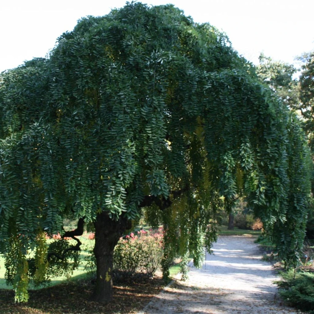 Pagode Japonaise - Sophora Japonica Pendula 3 Pagode Japonaise - Sophora Japonica Pendula