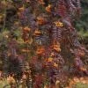 Sorbus Aucuparia Autumn Spire - Sorbier Des Oiseleurs -Jardin Soldes Sorbus aucuparia Autumn Spire 89243 1