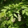 Staphylea Pinnata - Faux Pistachier -Jardin Soldes Staphylea pinnata 83530 1