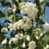 Styrax Japonicus June Snow - Styrax Japonais -Jardin Soldes Styrax japonicus June snow 15121 1