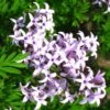 Lilas De Perse - Syringa Persica Laciniata -Jardin Soldes Syringa persica Laciniata 84344 1
