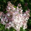 Lilas - Syringa Vulgaris Belle De Moscou -Jardin Soldes Syringa vulgaris Belle de Moscou 82803 1