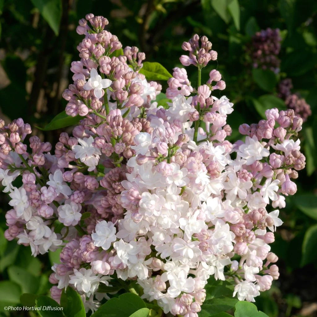 Lilas - Syringa Vulgaris Belle De Moscou 3 Lilas - Syringa Vulgaris Belle De Moscou
