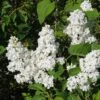 Lilas - Syringa Vulgaris Jeanne D'Arc -Jardin Soldes Syringa vulgaris Jeanne d Arc 89450 1