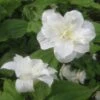 Trillium Grandiflorum Flore Pleno - Trille Blanc à Fleurs Doubles -Jardin Soldes Trillium grandiflorum Flore Pleno ld 5017 2
