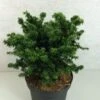 Pruche Du Canada - Tsuga Canadensis Jervis -Jardin Soldes Tsuga canadensis Jervis 775002 1