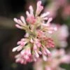 Viorne D'hiver - Viburnum Bodnantense Charles Lamont. 2 Viorne D'hiver - Viburnum Bodnantense Charles Lamont. -Jardin Soldes Viburnum bodnantense Charles Lamont 84373 1