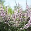 Vitex Agnus-castus Galactic Pink - Gattilier -Jardin Soldes Vitex agnus castus Galactic Pink Gattilier IF 17954 1