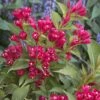Weigela All Summer Red -Jardin Soldes Weigelia All Summer Red 84476 1