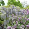 Glycine Japonaise - Wisteria Floribunda Macrobotrys De Belder 2 Glycine Japonaise - Wisteria Floribunda Macrobotrys De Belder -Jardin Soldes Wisteria floribunda Macrobotrys De Belder 1009542 1