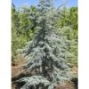 Cèdre Bleu De L'Atlas - Cedrus Libani Atlantica Horstmanns Silberspitz -Jardin Soldes cedrus libani atlantica horstmanns silberspitz 100432 1