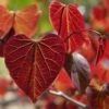 Gainier Du Canada - Cercis Canadensis Red Force -Jardin Soldes cercis canadensis red force copyright 1004381 1 1