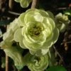 Cognassier Du Japon Kinshiden - Chaenomeles Speciosa -Jardin Soldes chaenomeles speciosa kinshiden 7580 1