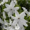 Clématite - Clematis Beautiful Bride 2 Clématite - Clematis Beautiful Bride -Jardin Soldes clematis beautiful bride 84878 3
