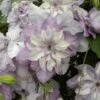 Clématite - Clematis Reflections -Jardin Soldes clematite reflections 681439 1