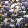 Collection 100 Crocus Grandes Fleurs Mammouth -Jardin Soldes collection crocus grandes fleurs 53971 1