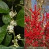 Collection De 2 Houx Verticillata (male Et Femelle) -Jardin Soldes collection ilex verticillata m le et femelle 15450 1 1
