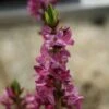 Daphne Mezereum Var. Rubra -Jardin Soldes daphne mezereum var rubra PC douce 1