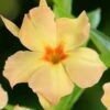 Dipladenia Diamantina Emerald Amber Star 1 Dipladenia Diamantina Emerald Amber Star -Jardin Soldes dipladenia diamantina emerald amber star if 19667 1