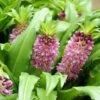 Eucomis Comosa Sparkling Burgundy® - Eucomide Rose à Feuillage Pourpre 1 Eucomis Comosa Sparkling Burgundy® - Eucomide Rose à Feuillage Pourpre -Jardin Soldes eucomis comosa sparkling burgundy eucomide rose feuillage pourpre IF 69261 1