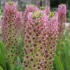 Eucomis Comosa Pink Gin - Fleur Ananas -Jardin Soldes eucomis pink gin 15550 1