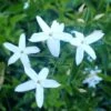 Jasmin Des Açores - Jasminum Azoricum 2 Jasmin Des Açores - Jasminum Azoricum -Jardin Soldes jasminum azoricum 83639 5